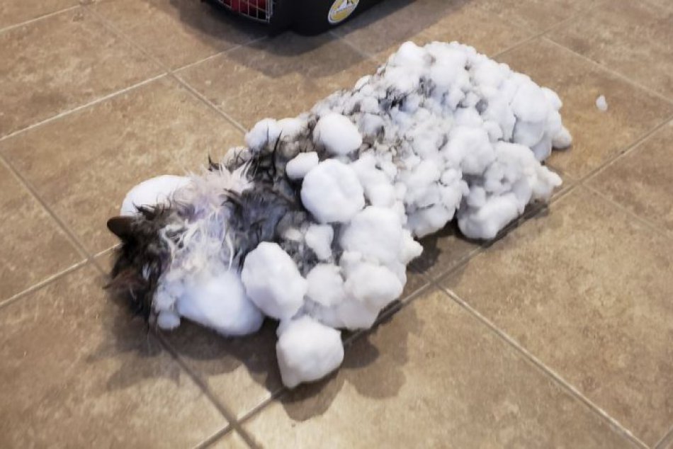 Vyzerala ako snehová guľa, zachránili mačku celú pokrytú ľadom