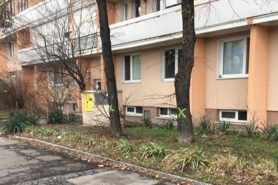 Stromy, ktorým hrozí výrub v Karlovej Vsi