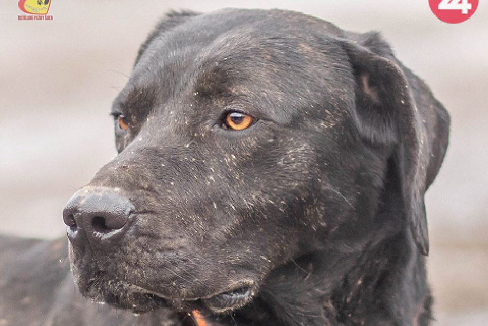 Pes je veľkým priateľom človeka: Nájdite si aj vy štvornohého kamaráta, FOTO