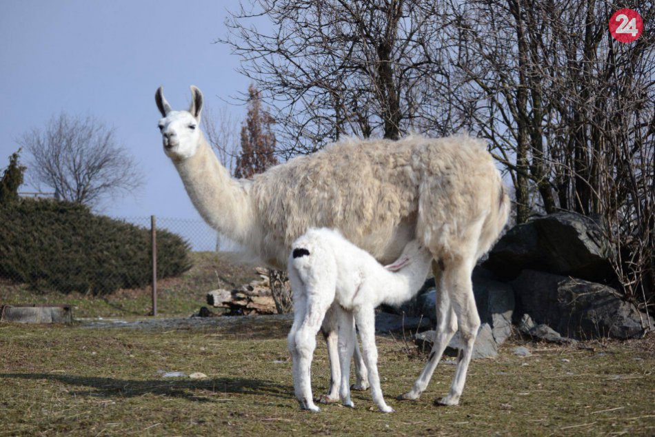 Nové prírastky v ZOO Bratislava 2019