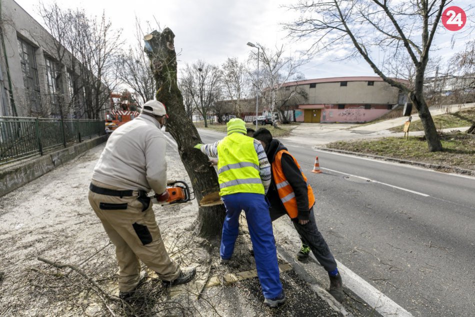 Výrub stromov na Pionierskej ulici