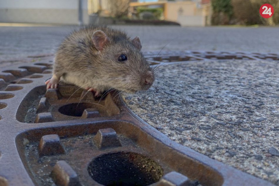 Záchranári vyslobodzovali tučného potkana, ktorý sa zasekol v poklope