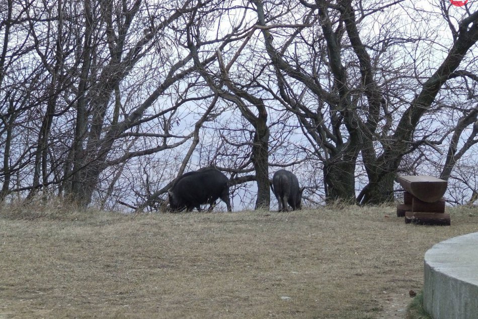 To sa len tak nevidí: Na Pyramíde v Nitre sa voľne promenádoval párik prasiat, F
