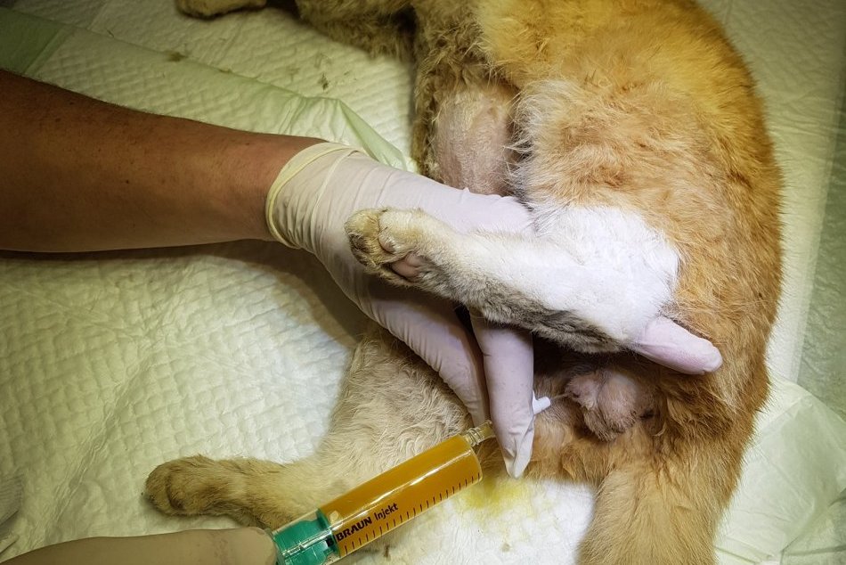 OZ Bystrická Mačačáreň - mačky