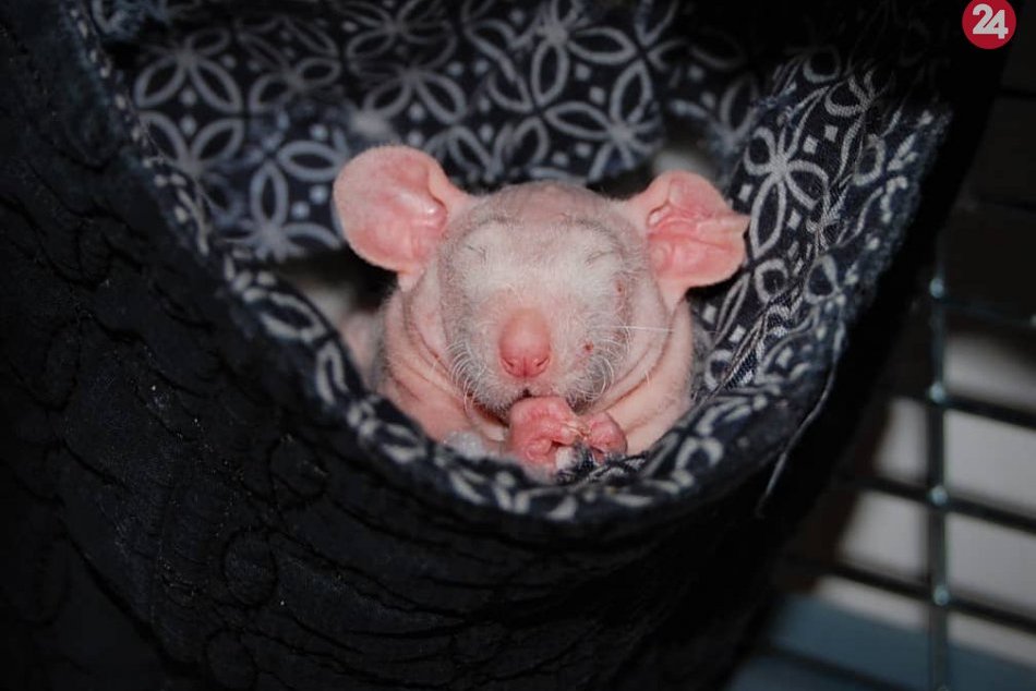 Aj takéto zvieratká sa môžu stať domácimi miláčikmi...