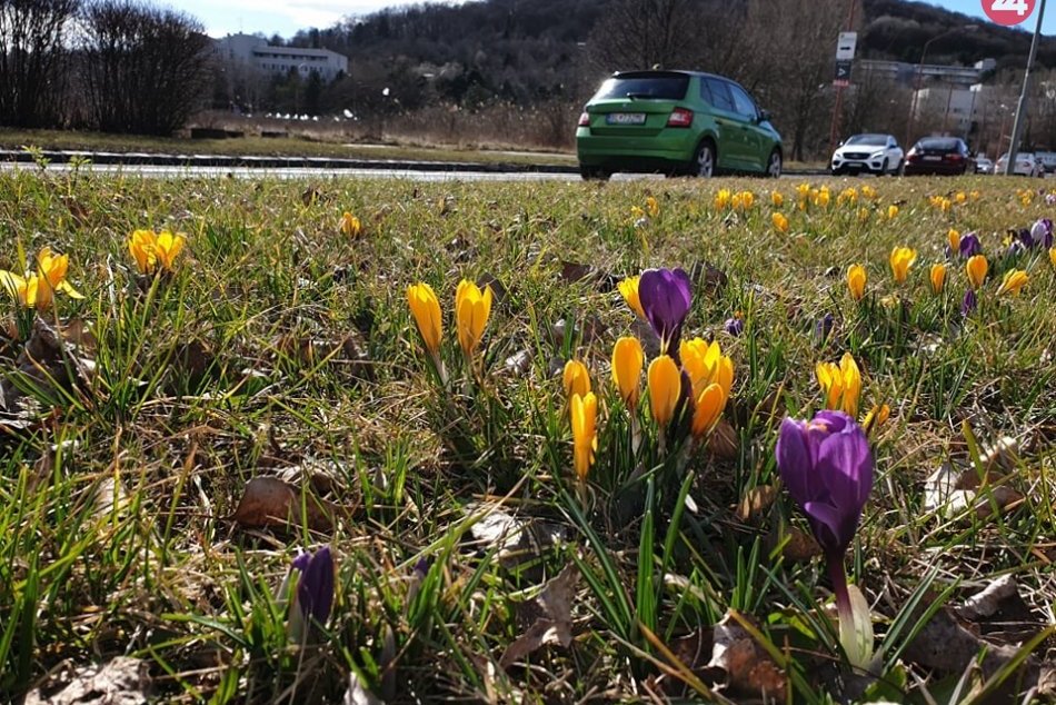 Jarné kvety v Dúbravke