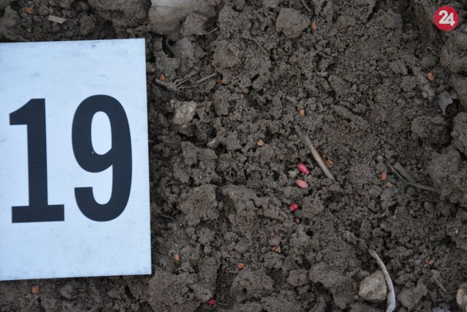 Na polia niekto rozsial otrávené osivo: Zahynuli desiatky zvierat