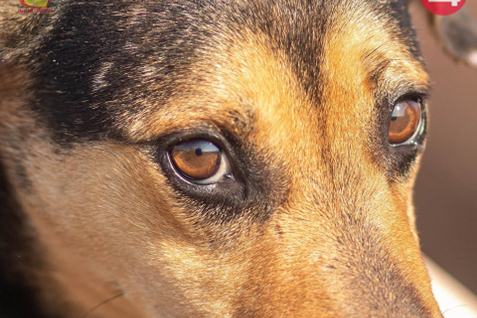 Chlpáči vás čakajú: Zoberte si útulkáča domov, FOTO