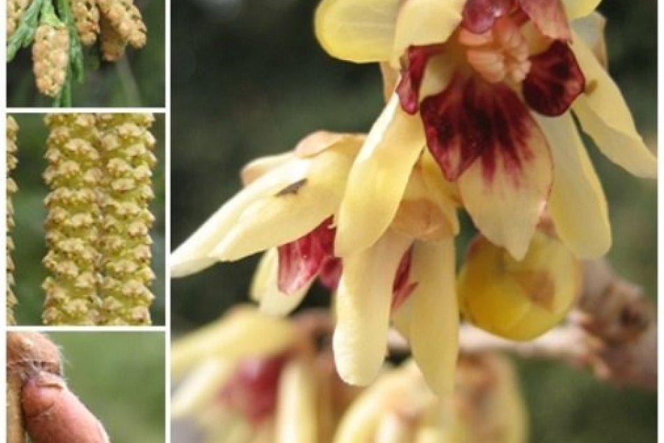 Aktuálne rozkvitnuté rastliny v Arboréte Mlyňany