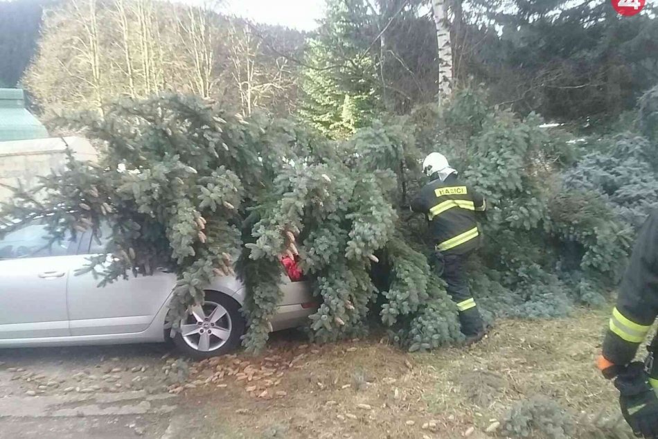 Polámané stromy po silnom vetre