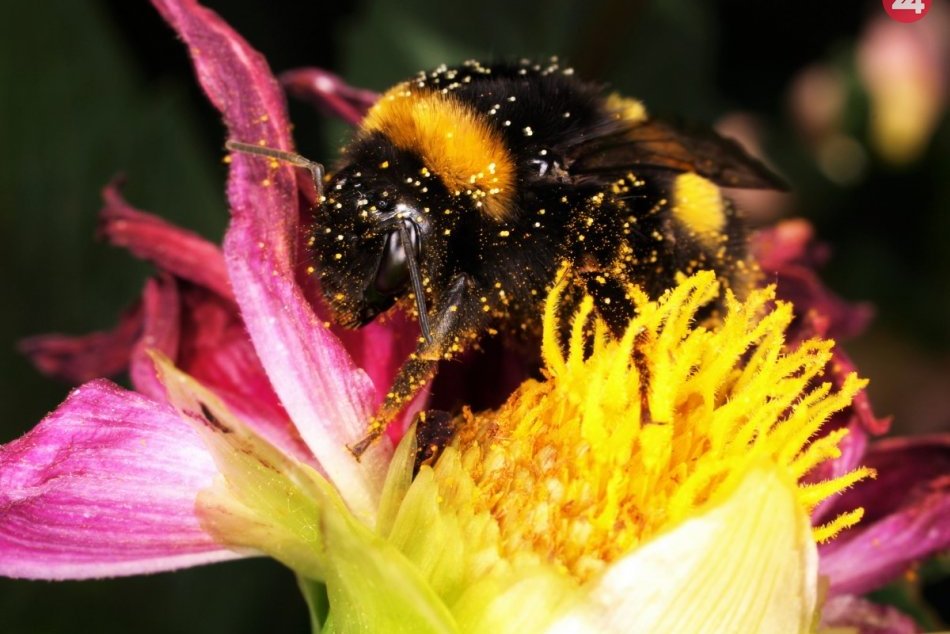 Zveľadenie predzáhradiek