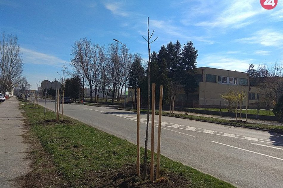 Dobrovoľníci vysadili v Nových Zámkoch ďalších 40 stromov