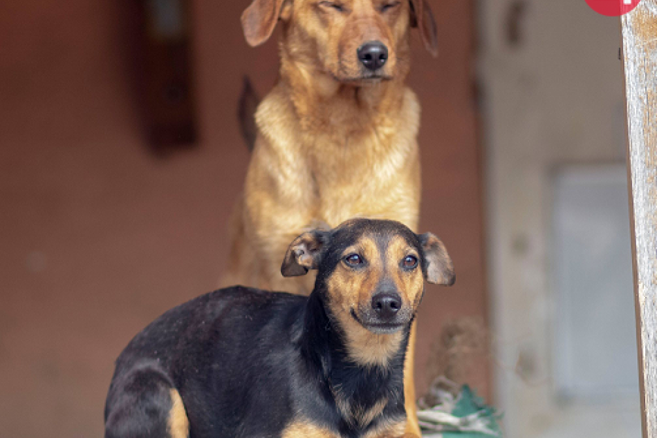 Psí seriál s útulkáčmi pokračuje: Príďte si vybrať domáceho miláčika, FOTO