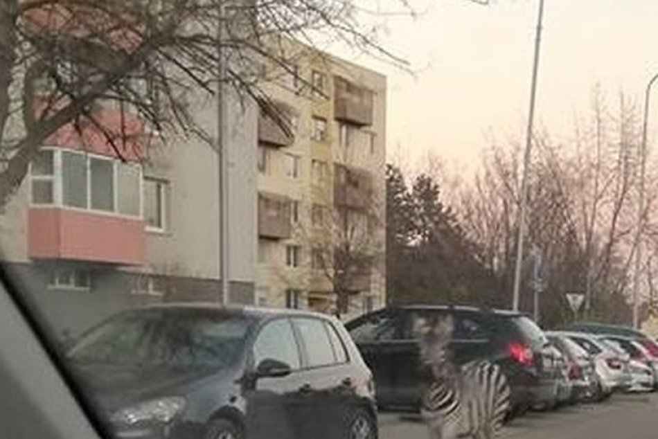 Po sídlisku Klokočina pobehovala zebra