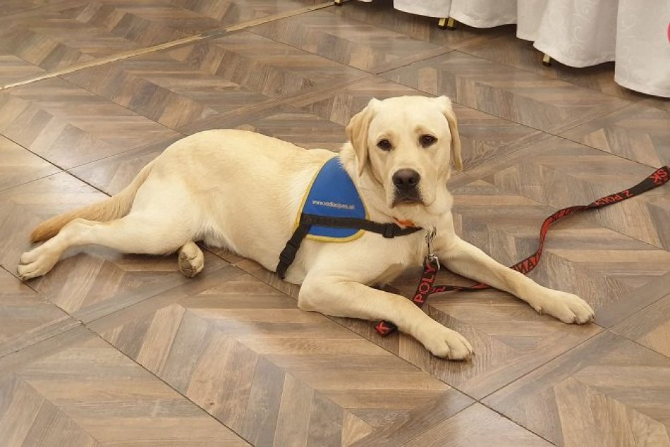 Canisterapia v Lučenci