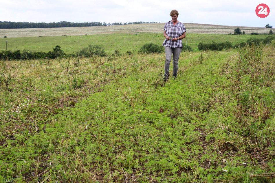 Ambrózia palinolistá