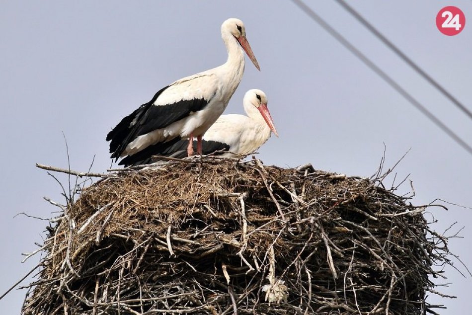Bociany v Zemplínskom Hradišti
