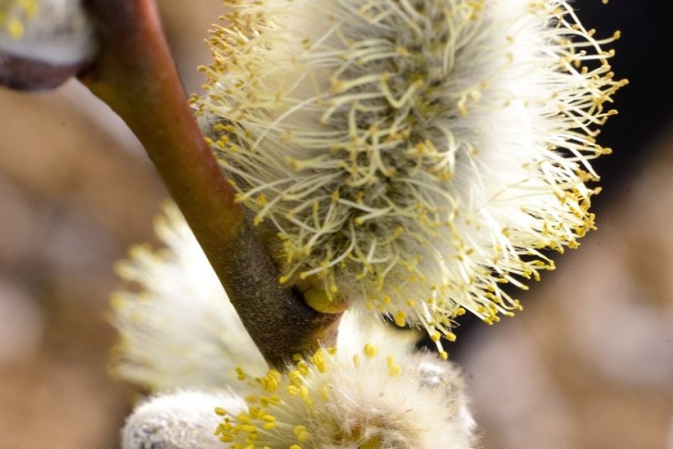 Jar v obci Podhorany