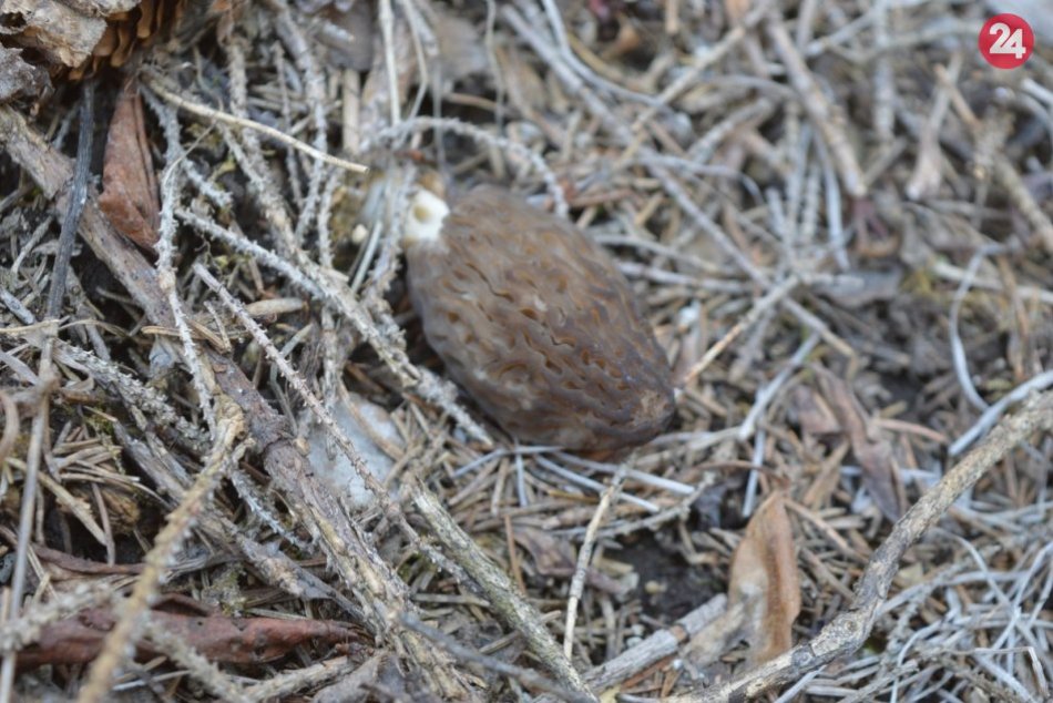 V Rajeckej doline začínajú rásť smrčky