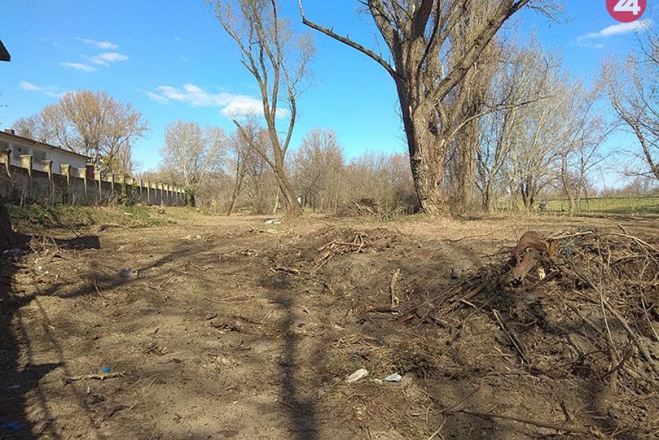 Výrub stromov v lesoparku Sihoť v marci 2019