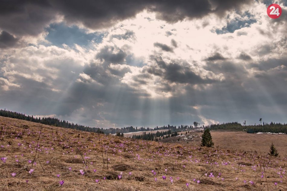 Obrazom: Množstvo rozkvitnutých šafranov pri Dobšinej