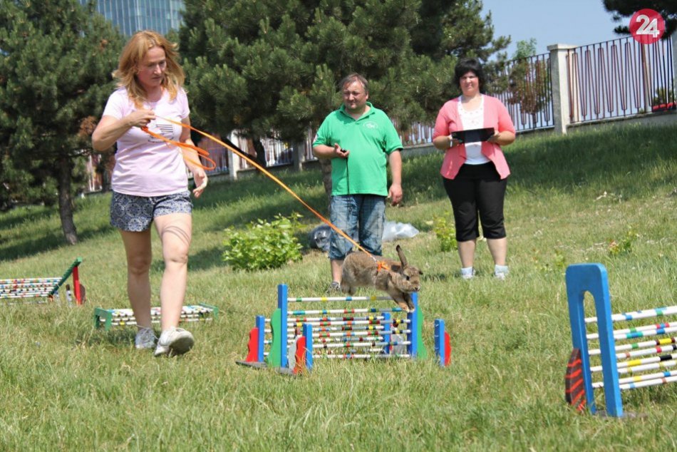 Bratislava Cup v králičom hope