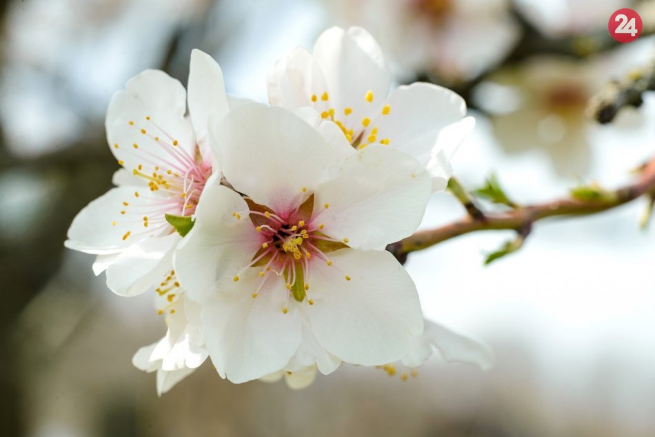 Jar v obci Podhorany