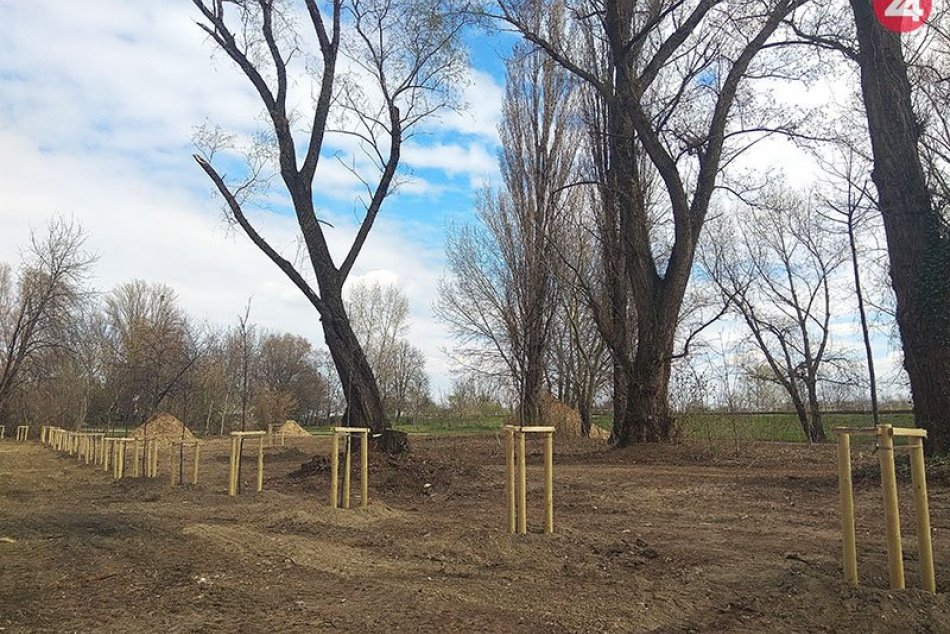 Vysadené lipy na Sihoti niekto spílil