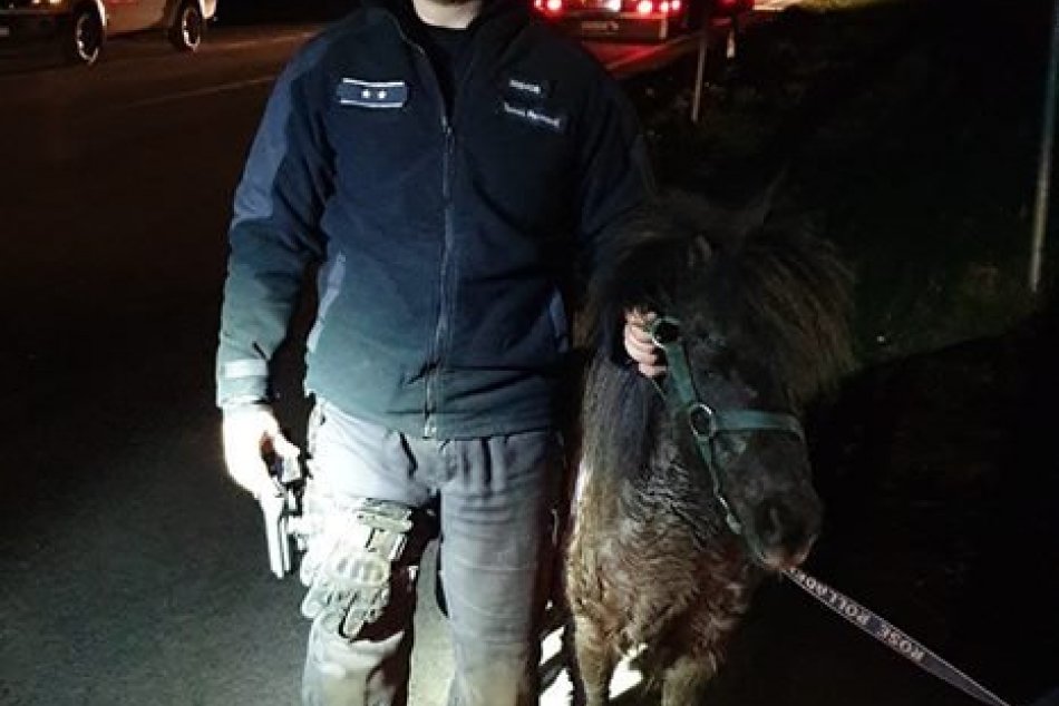 Kuriózna pátracia akcia za Trnavou: Policajti naháňali poníka