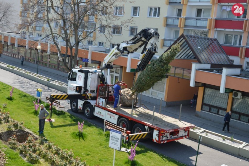 Výsadba smrekov vo Vrakuni