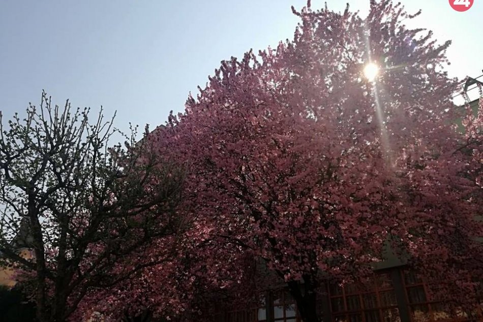 V Michalovciach sa udomácnila jar: Aj takéto pekné výjavy v našom meste ponúka