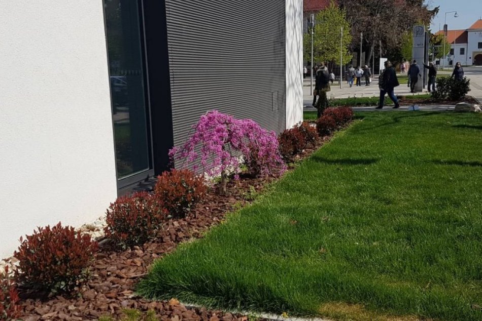 Šaľanom rozkvitá strom lásky: O chvíľu sa zazelená aj strecha radnice, FOTO