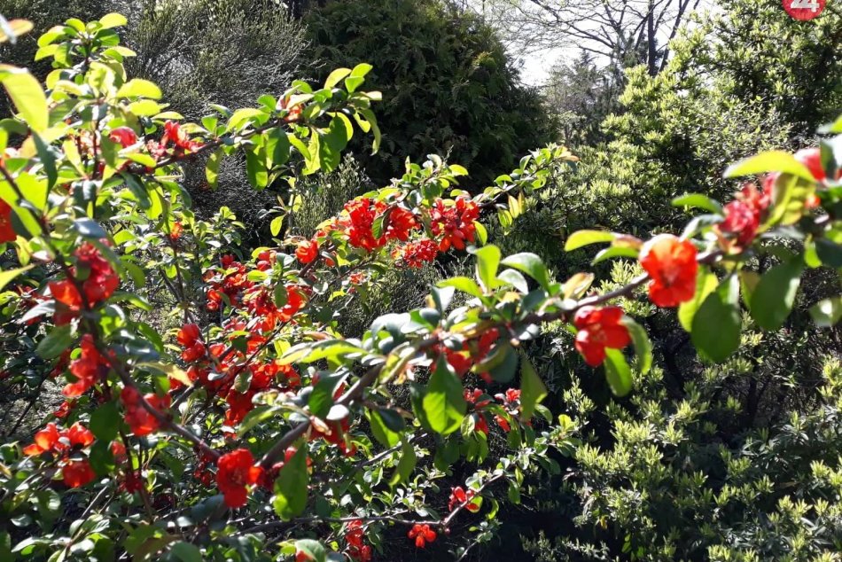 Botanická záhrada rozkvitla