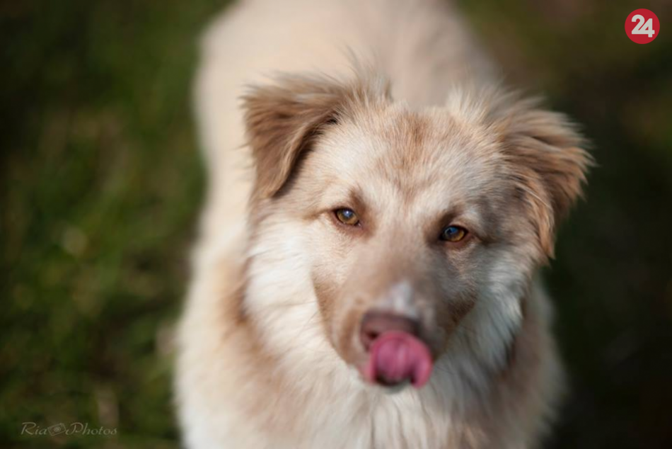 Náš psí seriál je tu: Vyberte si štvornohého miláčika aj vy, FOTO