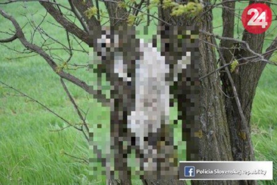 Polícia začala trestné stíhanie za usmrtenie mačiek v okrese Trnava
