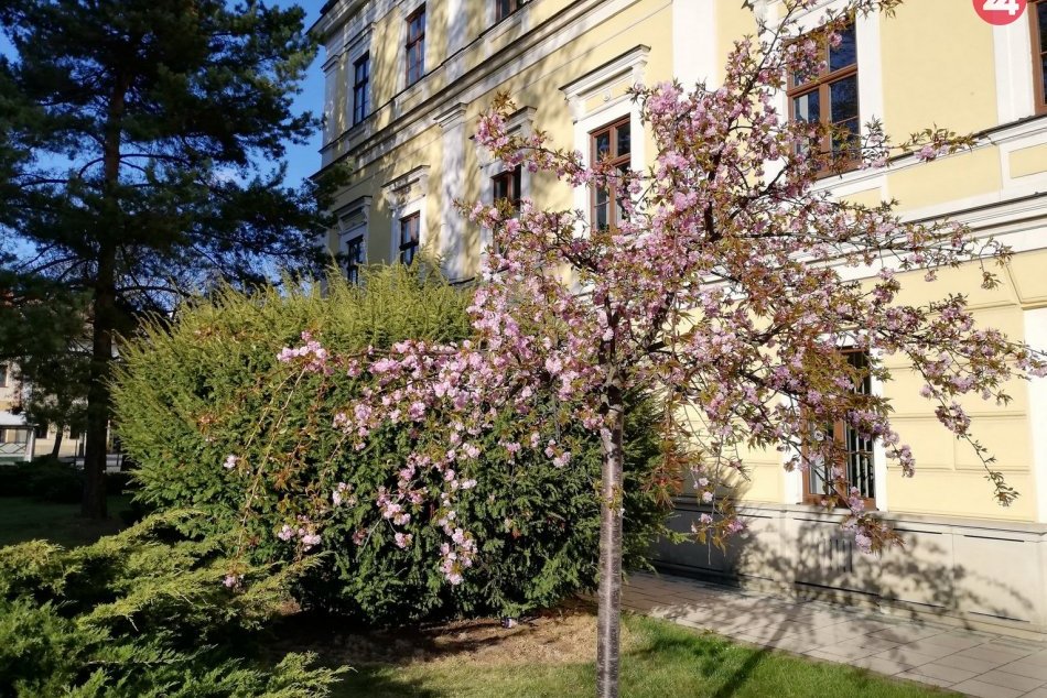 V Spišskej sa udomácnila jar: Aj takéto pekné výjavy v našom meste ponúka