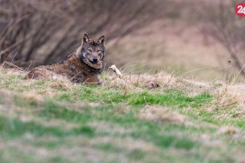 Úžasné výjavy z lesa na Vierkiných záberoch