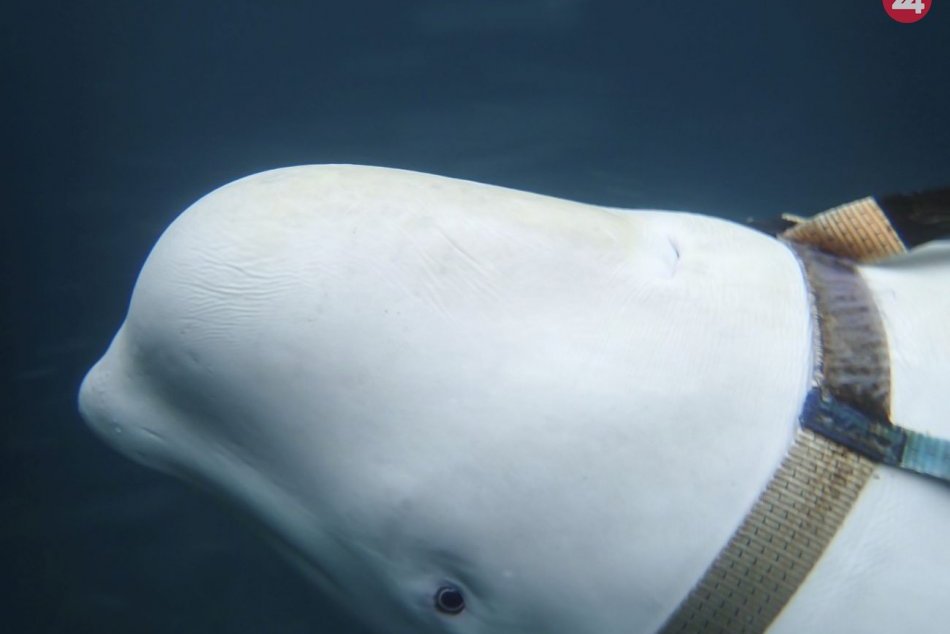 Veľryba pravdepodobne prešla ruským vojenským výcvikom