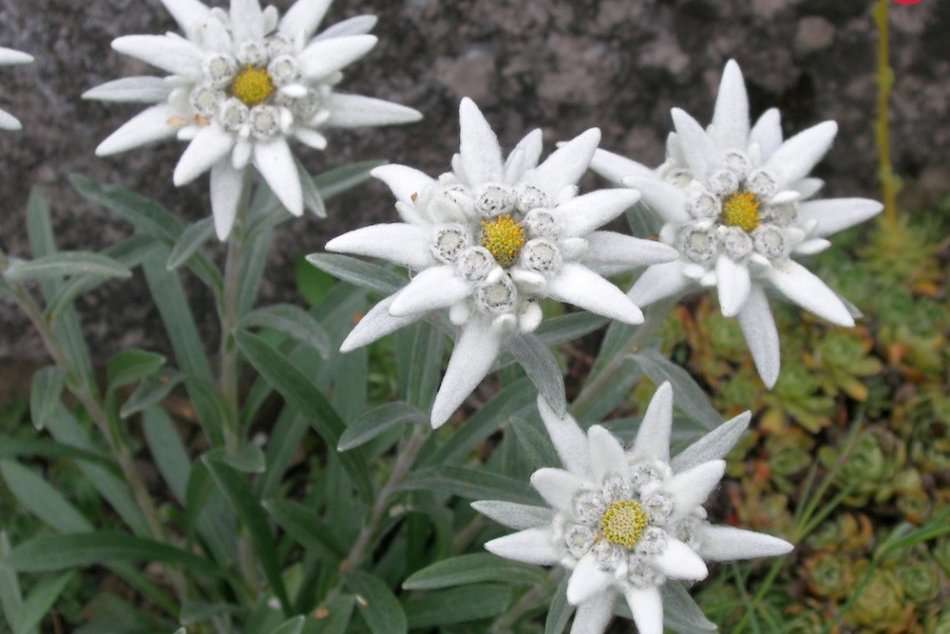 Botanická záhrada rozkvitla. Pozrite si krásu tatranskej flóry na vlastné oči