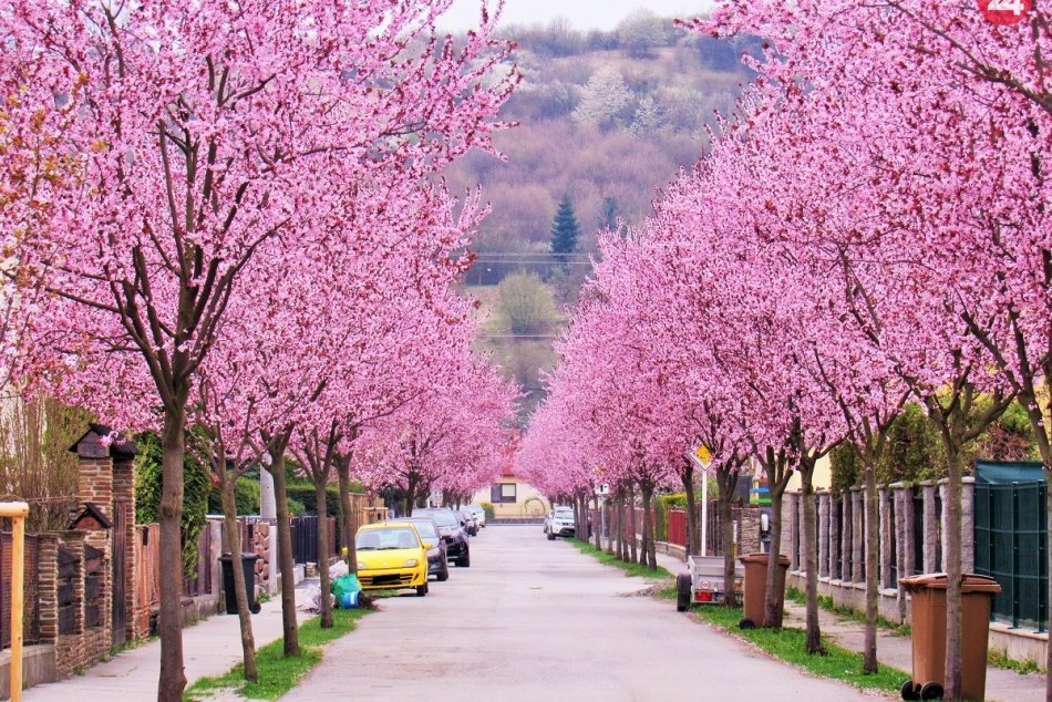 Jar dodala čaro aj prešovským uliciam: Ktorá z týchto sa vám páči najviac?