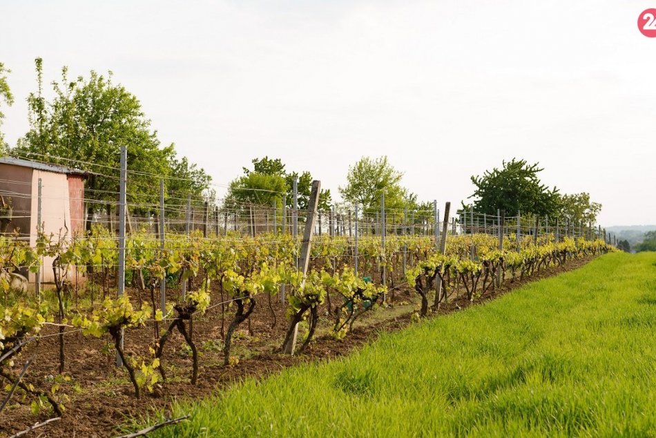 Unikát v obci pri Nitre: Vinice tu ukrývajú legendami opradenú starobylú kadarku