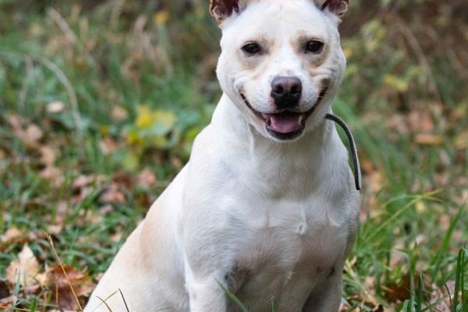 FOTO: Psíci v trenčianskom útulku určení na adopciu