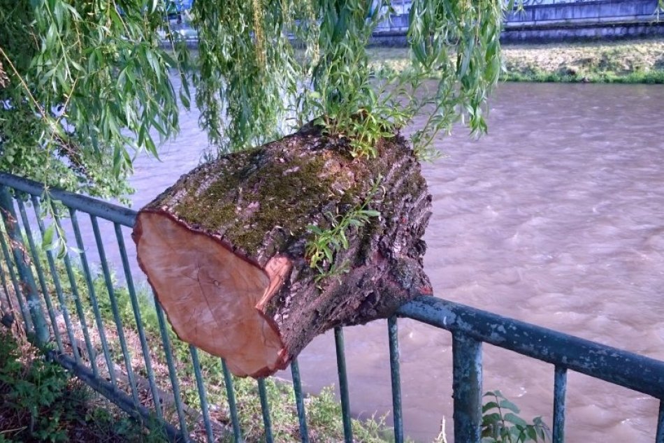 V OBRAZOCH: Odpílený kmeň na zábradlí pri Hrone stále žije