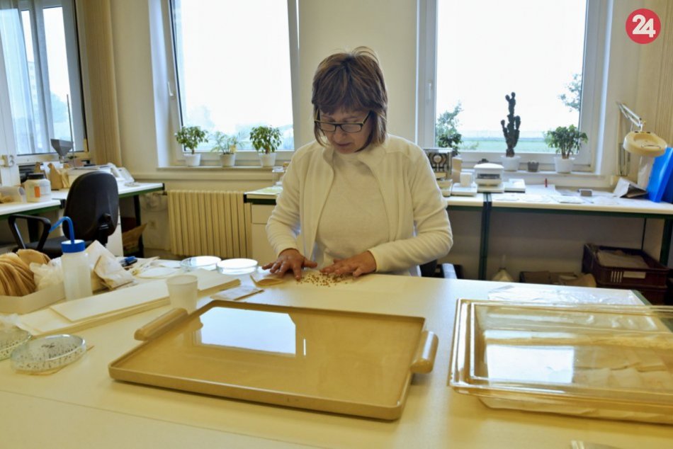 Časť semien z Génovej banky SR presťahujú na Špicbergy