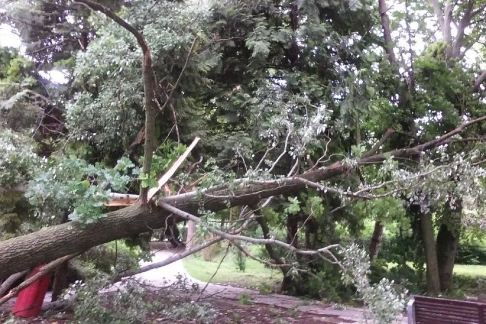 Počasiu padli za obeť ďalšie stromy: Spúšť v mestskom parku v Nitre, FOTO