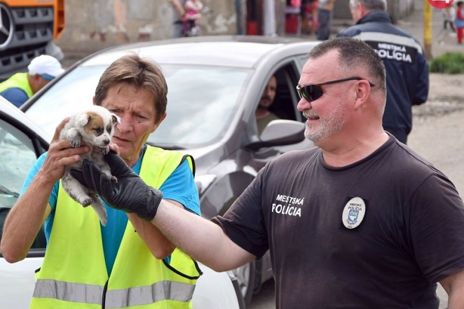 Odchytová akcia túlavých psov v rómskej osade v Trebišove
