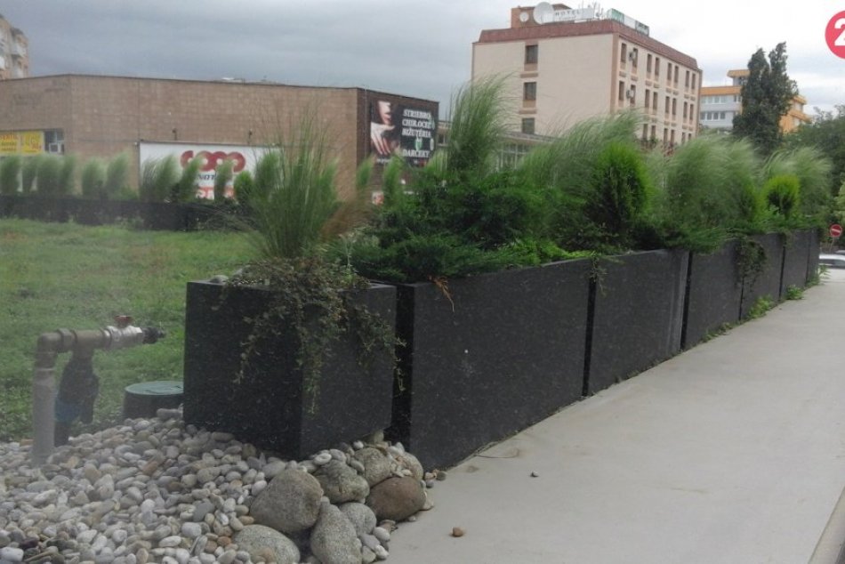 Zelená strecha radnice ožíva: Darí sa rozchodníkom aj drevinám, FOTO