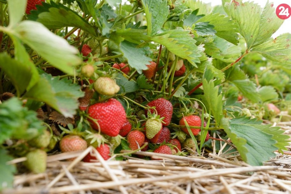 FOTO: Mnohí Slováci si bez jahôd nedokážu predstaviť leto
