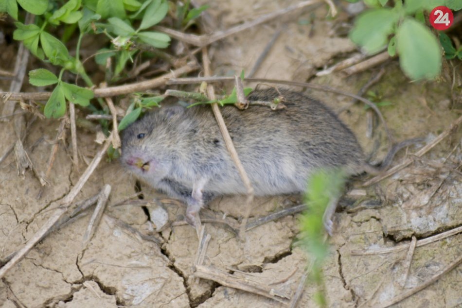 Trnavskí poľnohospodári prehrávajú boj s hrabošom: Potrebujú pomoc s monitoringo