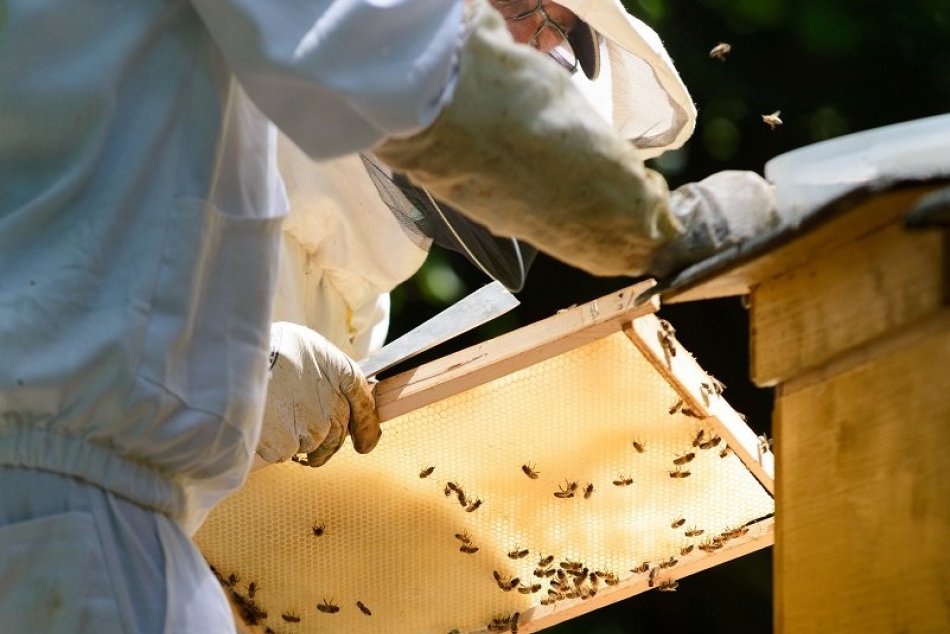 Zlatý zázrak z prírody: Včelári neďaleko Nitry stáčajú agátový med, FOTO